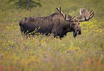 Deer, elk, and moose, Striking 3D art, inspiration, Wildlife wonders HD wallpaper