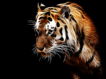Animals, Art, Tigers HD wallpaper