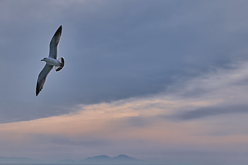 Animals, Sky, Bird, Flight, Gull, Seagull, Wings HD wallpaper