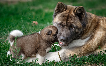Baby Akita puppy, Loving mother, American Akita section, Heartwarming canine moment HD wallpaper