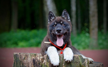 Animals, Dog, Protruding Tongue, Tongue Stuck Out, Puppy, Collar HD wallpaper