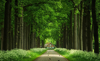 Alley, forest, tree, path HD wallpaper