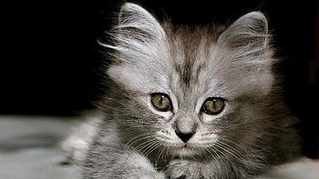 Kitten, animal, car, animals HD wallpaper
