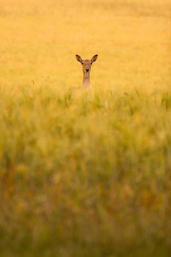 Animals, Grass, Field, Animal, Roe Deer, Roe HD phone wallpaper