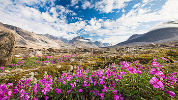 Purple Alpine Flowers, Akshayuk Pass, Baffin Mountains, mountains, canada, wildflowers, clouds, landscape, sky HD wallpaper