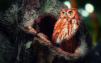 Animals, Birds, Owl, Wood, Tree, Sight, Opinion, Redhead, Surprise, Hollow HD wallpaper