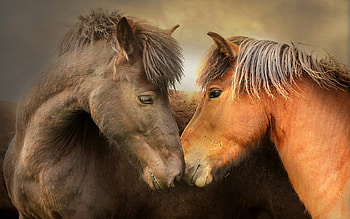 Animals, Horses HD wallpaper