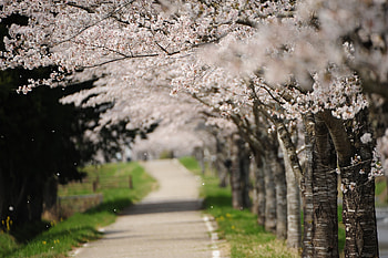 Garden, seasonal, flowers, spring HD wallpaper