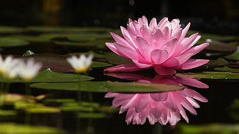 Lotus flower Google search, Pink lily , Lily , Flower beauty HD wallpaper