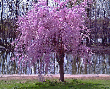Little Bloomer, pink, grass, blooms, spring, lake HD wallpaper