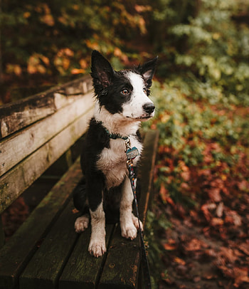 KÖPEK, DOGE, BEYAZ HD phone wallpaper