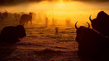 Bison , Impressive bison backgrounds, Captivating buffalo ry, Majestic buffalo HD wallpaper