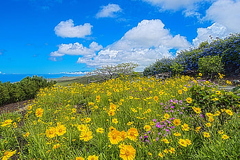 Exquisite field of flowers in garden overlooking sea Hawaii, island, coastline, plants, hawaii, coast, tropical, fauna, flower, big island, islands, pacific, exotic, garden, beautiful, gardens, field, yellow, flowers, colourful, flora HD wallpaper