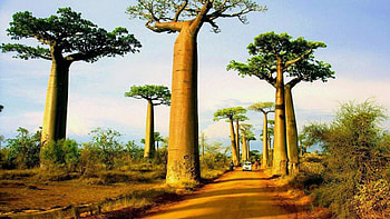 Madagascar Scenery, , Breathtaking Landscapes, Nature's Magnificence HD wallpaper