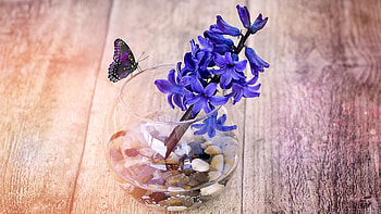 Butterfly, Hyacinth HD wallpaper