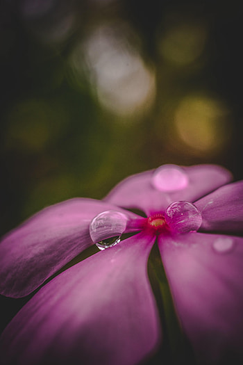 Flowers, Water, Drops, Flower, Macro, Petals HD phone wallpaper