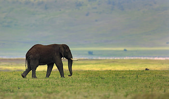 Animals, Grass, Stroll, Elephant, Tusks HD wallpaper