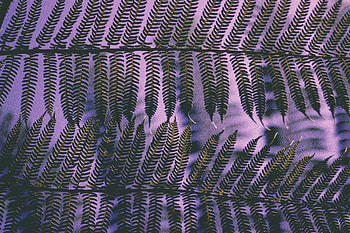 Nature, Leaves, Plant, Carved HD wallpaper