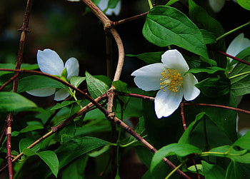 Leaves, Flower, Macro, Branches HD wallpaper