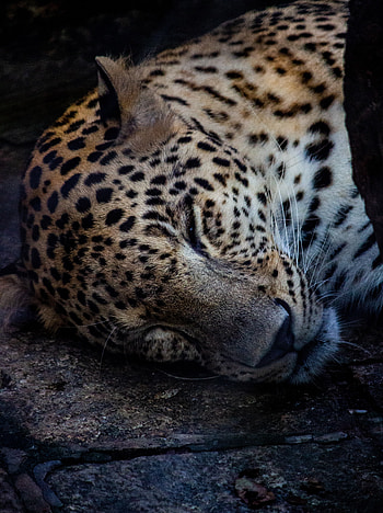 Relaxed, leopard, predator's muzzle HD phone wallpaper