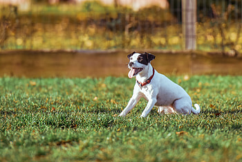 Animals, Grass, Dog, Playful, Sunlight HD wallpaper