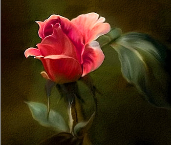 Dianna's rose, rose, white, coral, leaves, black background, single HD wallpaper