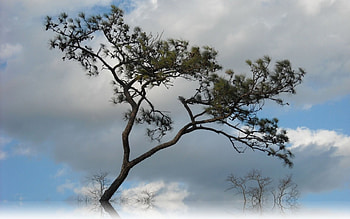 Tree on the Top, sky, tree HD wallpaper