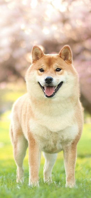 Shiba Inu, Animal shiba inu HD phone wallpaper