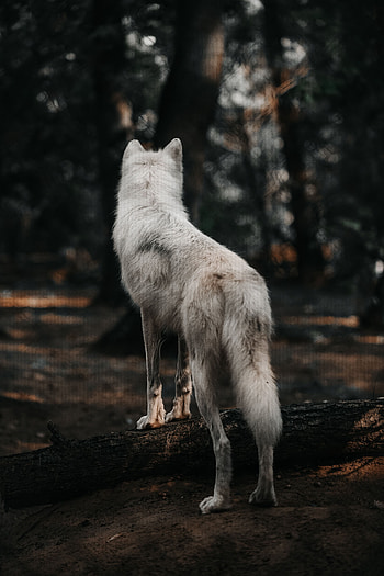Animals, Forest, Dog, Wolf, Wool HD phone wallpaper