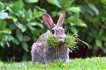 Rabbit, funny, beautiful HD wallpaper