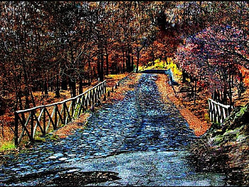 ROAD-OF-THE-FORESTER, trees, forester, road, fence HD wallpaper