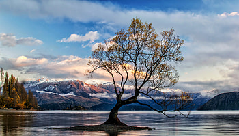 Lone Tree Lake Wanaka, tree, lake, nature, lake-wanaka, new-zealand HD wallpaper