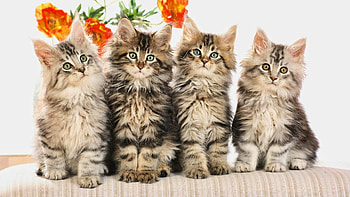 Maine Coon, Kittens HD wallpaper
