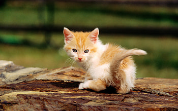 Baby cat in forest, sweet, animal, kitten, cat, pet HD wallpaper