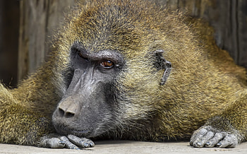 Wild baboon kingdom, Animal royalty, Inspiring wildlife, Primate majesty HD wallpaper