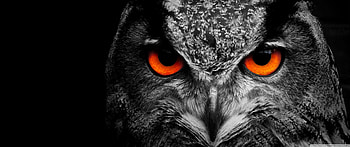 3440×1440, 3440x1440 Animal HD wallpaper