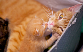Cat with kitten, kitten, cat, love, red HD wallpaper