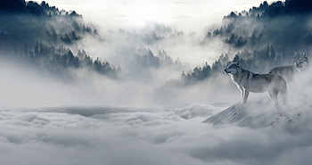 Snow Wolf, wolf, animals, snow HD wallpaper