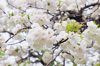 White flowers, tree branches, seasonal HD wallpaper