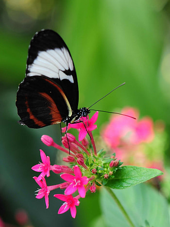 Sapho longwing, Butterflies HD phone wallpaper