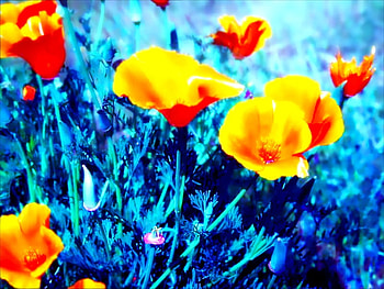 Poppy, california, nature, flowers, orange HD wallpaper