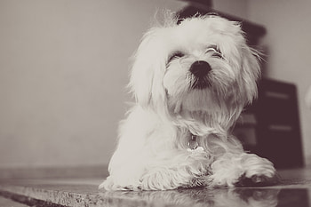 Animals, Fluffy, Dog, Terrier HD wallpaper