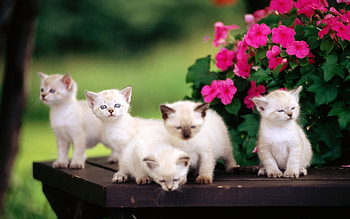 Animals, Cats HD wallpaper