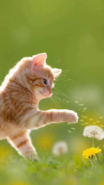 Cute Summer, Little Cat, Summer Cat HD phone wallpaper
