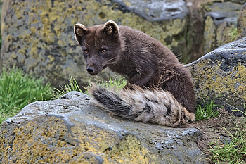 Arctic Blue fox, blue, fox, arctic, rock HD wallpaper