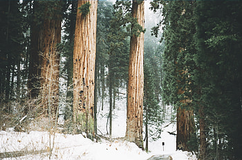 Wilderness beauty, Snow-covered trees, California's wonder, Majestic redwoods HD wallpaper
