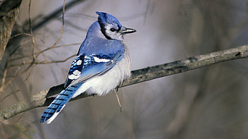 Animals, Bird, Sit, Branch, Color, Exotic HD wallpaper
