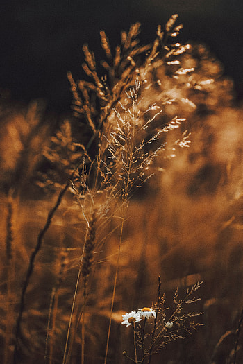 Plants, Flowers, Grass, Cones, Macro, Field, Spikelets HD phone wallpaper