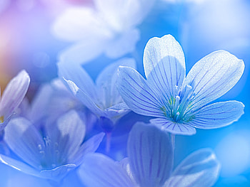Blue flowers, Flowers, Macro, Blue, Petals HD wallpaper