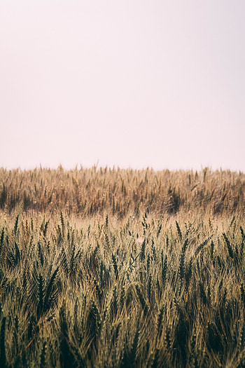 Farm, wheat plants, golden-green plants HD phone wallpaper